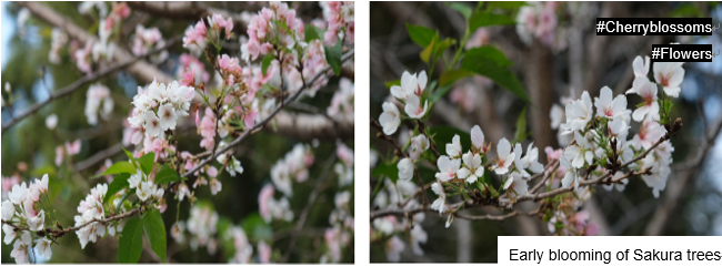 Cherryblossom October.PNG