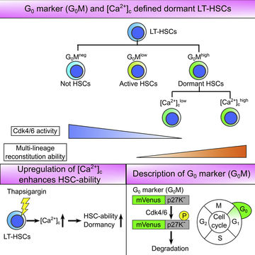 G marker and defined dormant LT-HSCs.png