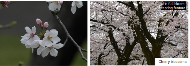 cherryblossoms.png