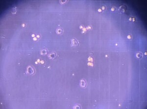 Primary hepatocytes isolated from mice.jpg