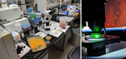 Fig. 1. Preparing chicken embryos for ex ovo culture (left) and transplantation of human iPS cells (right).jpg