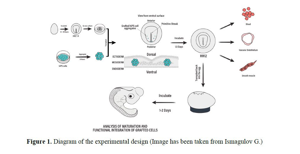 Figure 1. Diagram of the experimental design.JPG