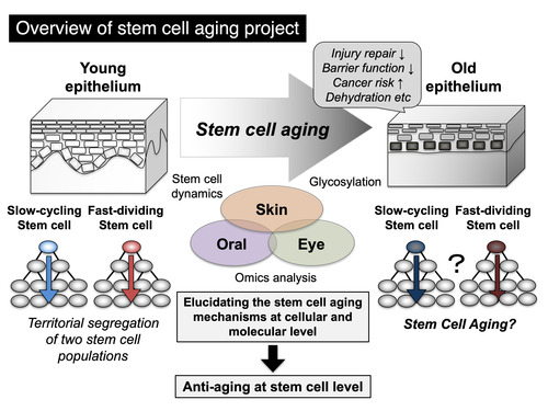 stem_cell_aging.jpg