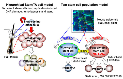 stem_cell_model-2.jpgのサムネイル画像