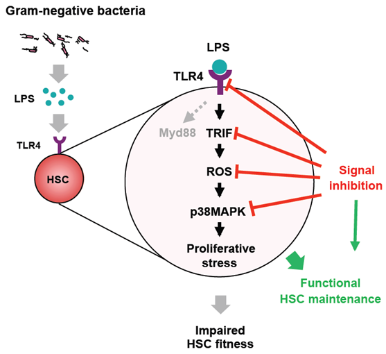 Gram-negative bacteria.png