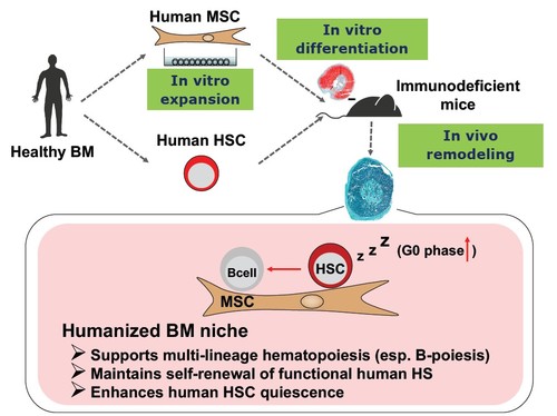 Human MSC.jpg