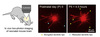 In Vivo Two-photon Imaging of Cortical Neurons in Neonatal Mice