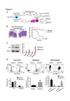 Antitumor immunity augments the therapeutic effects of p53 activation on acute myeloid leukemia