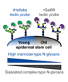 Glycome profiling by lectin microarray reveals dynamic glycan alterations during epidermal stem cell aging
