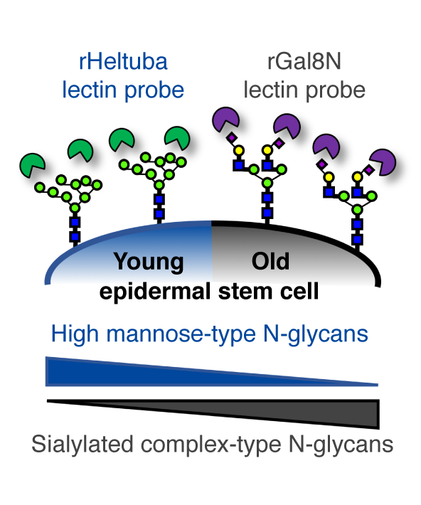 202008Sada_Graphical_abstract.png