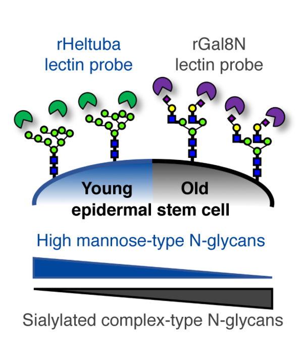 【Publications】Glycome profiling by lectin microarray reveals dynamic ...