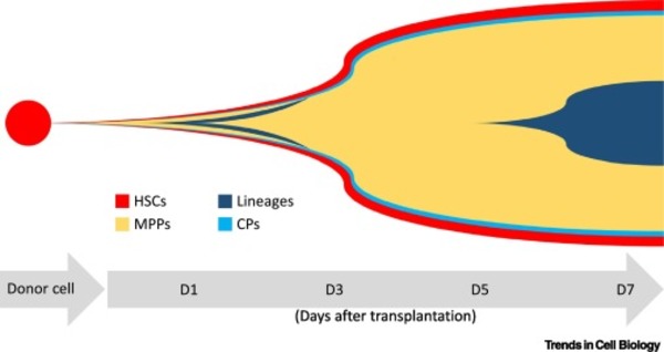 Bone Marrow Transplantation Dynamics: When Progenitor Expansion ...