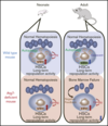 Autophagy is dispensable for the maintenance of hematopoietic stem cells in neonates