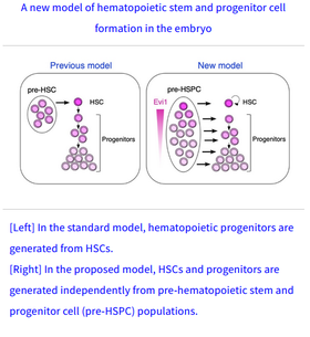 Independent orgins of fetal liver haematopoietic stem and progenitor cells