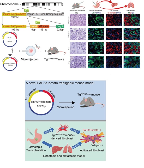 Publicationsa Novel Tdtomato Transgenic Mouse Model To Visualize Fappositive Cancer