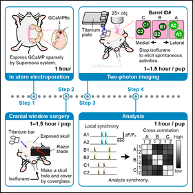 【Publications】In vivo two-photon calcium imaging of cortical neurons in neonatal mice 
