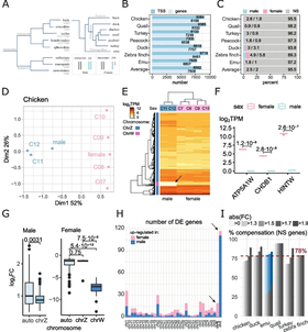 【Publications】Dosage compensation of Z sex chromosome genes in avian fibroblast cells