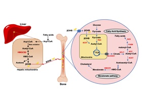 【Publications】Metabolic regulation in erythroid differentiation by systemic ketogenesis in fasted mice