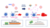 【Publications】Lipoprotein metabolism mediates hematopoietic stem cell responses under acute anemic conditions