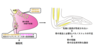 【Publications】Immobilization secondary to cell death of muscle precursors with a dual transcriptional signature contributes to the emu wing skeletal pattern