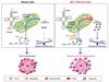 【Publications】Mitochondrial translation regulates terminal erythroid differentiation by maintaining iron homeostasis