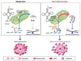 【Publications】Mitochondrial translation regulates terminal erythroid differentiation by maintaining iron homeostasis