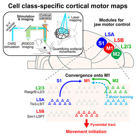 【Publications】Cell class-specific orofacial motor maps in mouse neocortex