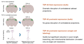 【Publications】ALS-associated protein TDP-43 disturbs axonal projections in the somatosensory cortex