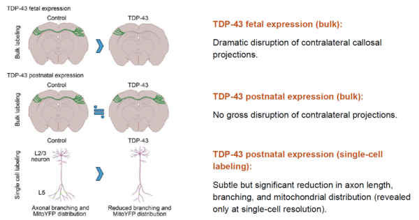 Graphical Abstract.png