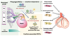 【Publications】Hox/Meis-dependent gene-regulatory transition underlies cardiopharyngeal neural crest diversification