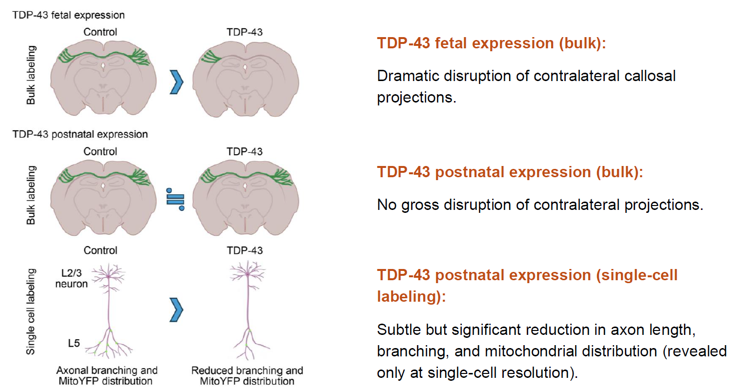 https://ircms.kumamoto-u.ac.jp/publications/images/Graphical%20Abstract.png