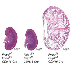 photo_masaya_Baba_research_publication.jpg