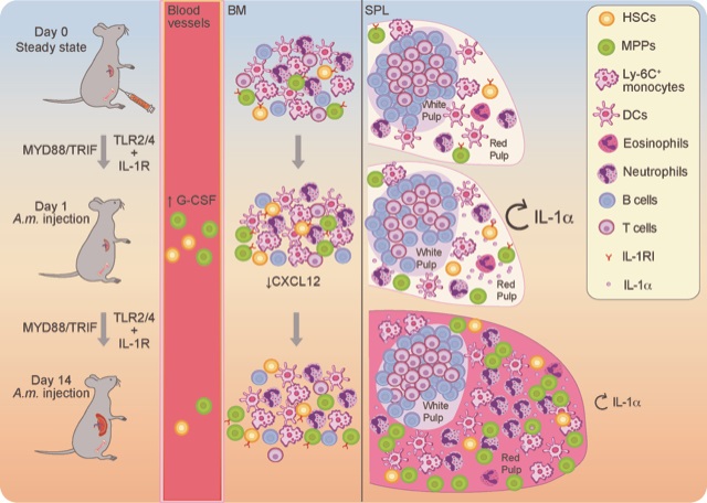 summary figure_EMBO Rep 202310.jpg