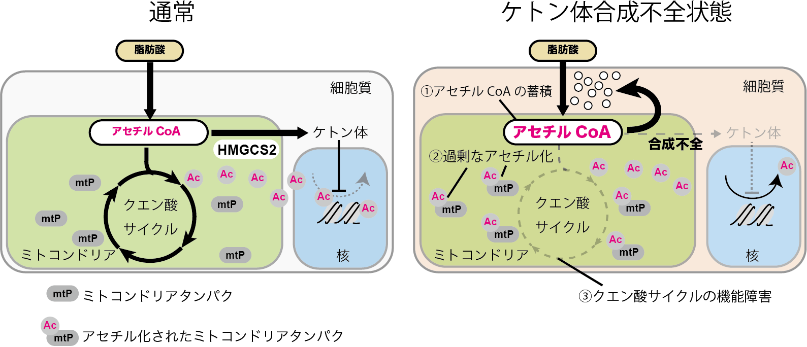 臨床病態栄養学 = Pathophysiological Bases of C… 臨床病態栄養学 = Pathophysiological Bases of C… 健康・医学