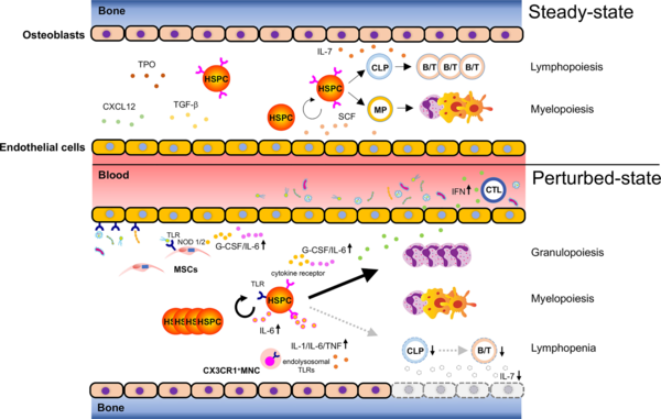 Immuno-Modulation of Hematopoietic Stem and Progenitor Cells in ...