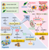 Conflicting metabolic alterations in cancer stem cells and regulation by the stromal niche