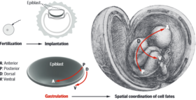 The primitive streak and cellular principles of building an amniote body through gastrulation