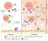 Inflammation Regulates Haematopoietic Stem Cells and Their Niche