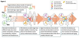 【Books/review/comments】Microbiome and Hemato-immune Aging