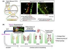 【Books/review/comments】A crucial new aspect of cardiac morphogenesis: endocardial hematopoiesis