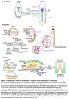 【Books/review/comments】Mutual Regulation of Cardiovascular and Hematopoietic Development
