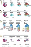 【Books/review/comments】Amniogenesis in embryos and stem cell models