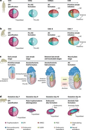 【Books/review/comments】Amniogenesis in embryos and stem cell models